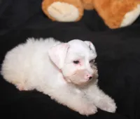 TJ White M, a male Miniature Schnauzer for sale in Brownwood, TX – Photo 4 of 9