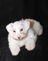 TJ White M, a male Miniature Schnauzer for sale in Brownwood, TX – Photo 7 of 9