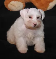 TJ White M, a male Miniature Schnauzer for sale in Brownwood, TX – Photo 9 of 9