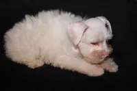 TJ White M, a male Miniature Schnauzer for sale in Brownwood, TX – Photo 2 of 9