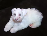 TJ White M, a male Miniature Schnauzer for sale in Brownwood, TX – Photo 1 of 9