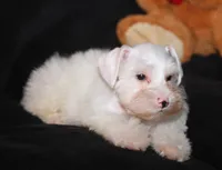 TJ White M, a male Miniature Schnauzer for sale in Brownwood, TX – Photo 6 of 9