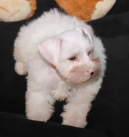 TJ White M, a male Miniature Schnauzer for sale in Brownwood, TX – Photo 8 of 9