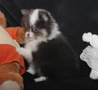 Lavenders Blue Tri M, a male Pomeranian for sale in Brownwood, TX – Photo 1 of 6