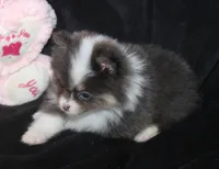 Lavenders Blue Tri M, a male Pomeranian for sale in Brownwood, TX – Photo 2 of 6