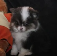 Lavenders Blue Tri M, a male Pomeranian for sale in Brownwood, TX – Photo 5 of 6