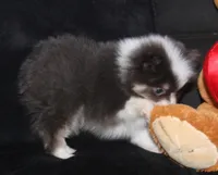 Lavenders Blue Tri M, a male Pomeranian for sale in Brownwood, TX – Photo 6 of 6