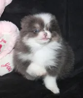 Lavenders Blue Tri M, a male Pomeranian for sale in Brownwood, TX – Photo 3 of 6