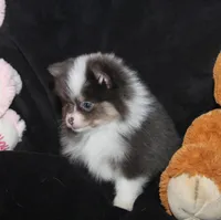 Lavenders Blue Tri M, a male Pomeranian for sale in Brownwood, TX – Photo 4 of 6