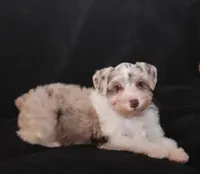 TJ Liver Merle Parti F, a female Miniature Schnauzer for sale in Brownwood, TX – Photo 9 of 10