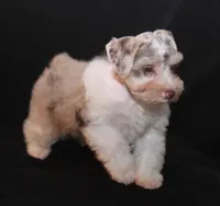 TJ Liver Merle Parti F, a female Miniature Schnauzer for sale in Brownwood, TX – Photo 6 of 10