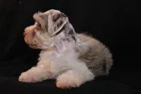 TJ Liver Merle Parti F, a female Miniature Schnauzer for sale in Brownwood, TX – Photo 10 of 10
