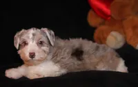 TJ Liver Merle Parti F, a female Miniature Schnauzer for sale in Brownwood, TX – Photo 7 of 10