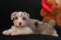 TJ Liver Merle Parti F, a female Miniature Schnauzer for sale in Brownwood, TX – Photo 2 of 10