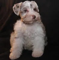 TJ Liver Merle Parti F, a female Miniature Schnauzer for sale in Brownwood, TX – Photo 4 of 10