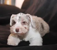 TJ Liver Merle Parti F, a female Miniature Schnauzer for sale in Brownwood, TX – Photo 5 of 10