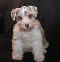 TJ Liver Merle Parti F, a female Miniature Schnauzer for sale in Brownwood, TX – Photo 3 of 10