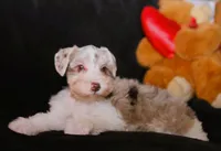 TJ Liver Merle Parti F, a female Miniature Schnauzer for sale in Brownwood, TX – Photo 1 of 10