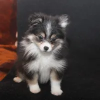 Lavender Tri 2, a female Pomeranian for sale in Brownwood, TX – Photo 3 of 10