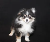 Lavender Tri 2, a female Pomeranian for sale in Brownwood, TX – Photo 1 of 10