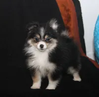 Lavender Tri 2, a female Pomeranian for sale in Brownwood, TX – Photo 2 of 10