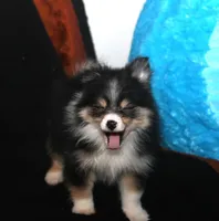 Lavender Tri 2, a female Pomeranian for sale in Brownwood, TX – Photo 9 of 10