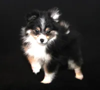 Lavender Tri 2, a female Pomeranian for sale in Brownwood, TX – Photo 10 of 10