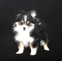 Lavender Tri 2, a female Pomeranian for sale in Brownwood, TX – Photo 7 of 10