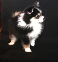 Lavender Tri 2, a female Pomeranian for sale in Brownwood, TX – Photo 6 of 10