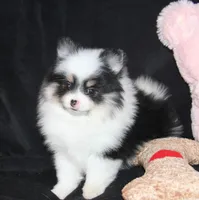 Lavenders Black Tri Girl, a female Pomeranian for sale in Brownwood, TX – Photo 5 of 5