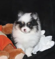 Lavenders Black Tri Girl, a female Pomeranian for sale in Brownwood, TX – Photo 4 of 5