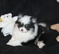 Lavenders Black Tri Girl, a female Pomeranian for sale in Brownwood, TX – Photo 1 of 5
