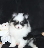 Lavenders Black Tri Girl, a female Pomeranian for sale in Brownwood, TX – Photo 2 of 5