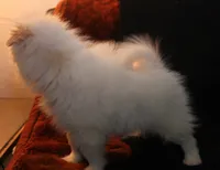 Lavender Crm M, a male Pomeranian for sale in Brownwood, TX – Photo 7 of 9