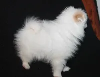 Lavender Crm M, a male Pomeranian for sale in Brownwood, TX – Photo 2 of 9