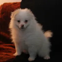 Lavender Crm M, a male Pomeranian for sale in Brownwood, TX – Photo 5 of 9