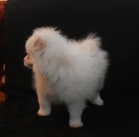 Lavender Crm M, a male Pomeranian for sale in Brownwood, TX – Photo 8 of 9