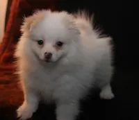 Lavender Crm M, a male Pomeranian for sale in Brownwood, TX – Photo 4 of 9