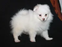 Lavender Crm M, a male Pomeranian for sale in Brownwood, TX – Photo 9 of 9