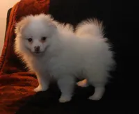 Lavender Crm M, a male Pomeranian for sale in Brownwood, TX – Photo 1 of 9