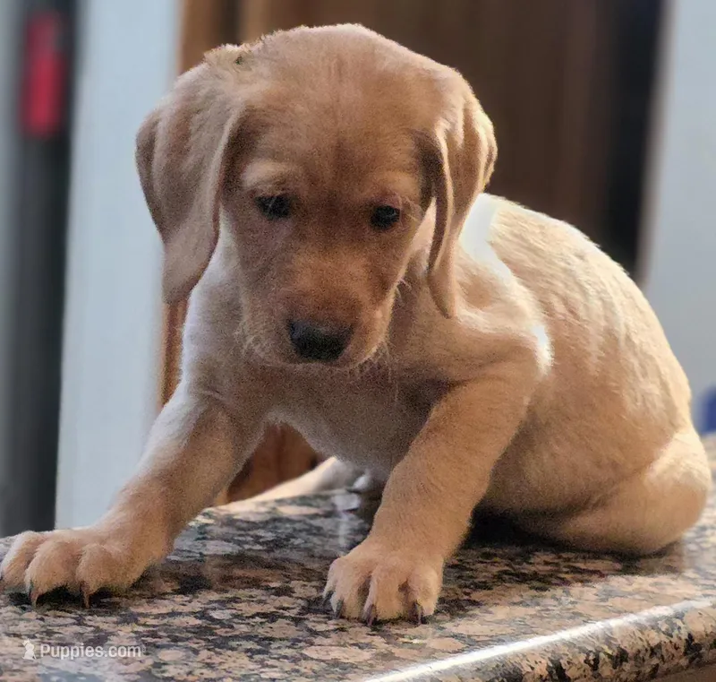Mr. Brown – Labrador Retriever puppy for sale in Rio Rancho, NM