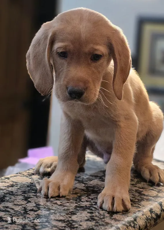 Big Pappa Red – Labrador Retriever puppy for sale in Rio Rancho, NM