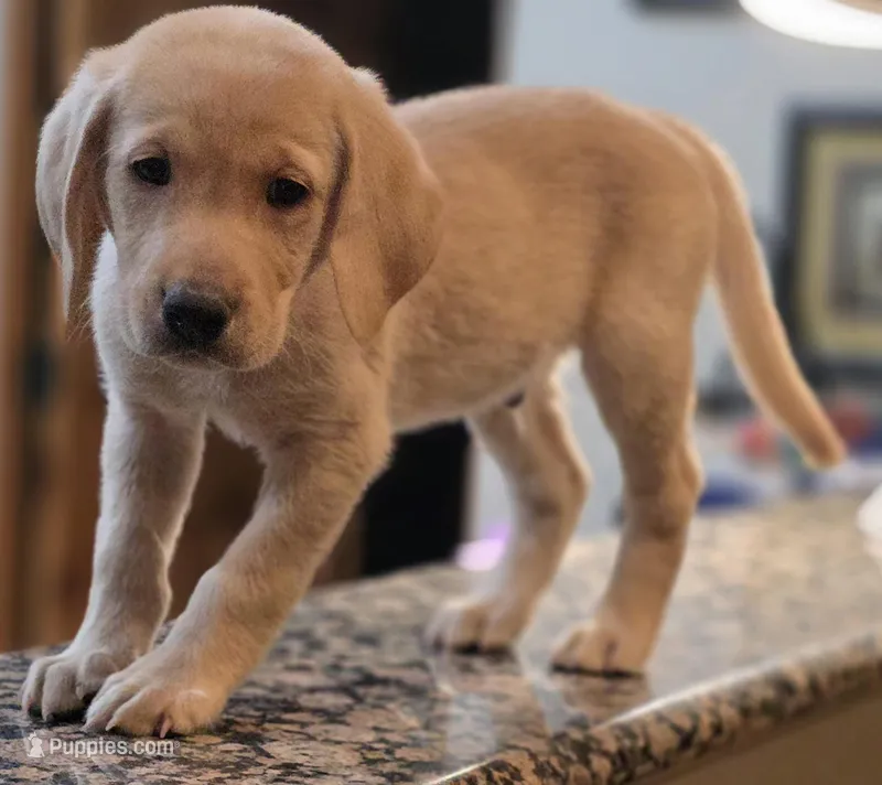 M.Orphan – Labrador Retriever puppy for sale in Rio Rancho, NM