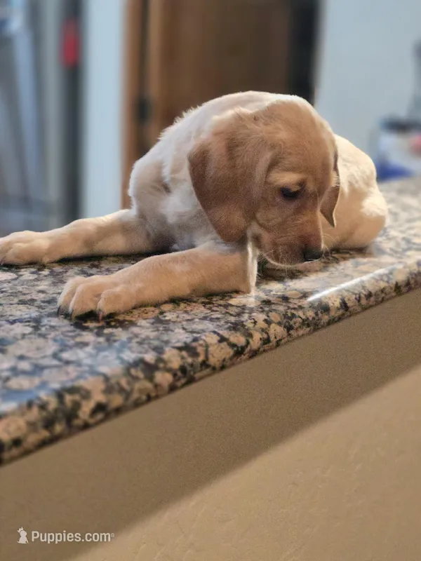 Big Orange – Labrador Retriever puppy for sale in Rio Rancho, NM