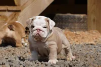 Flora-lilac fawn merle, a female English Bulldog for sale in Louisa, VA – Photo 3 of 4