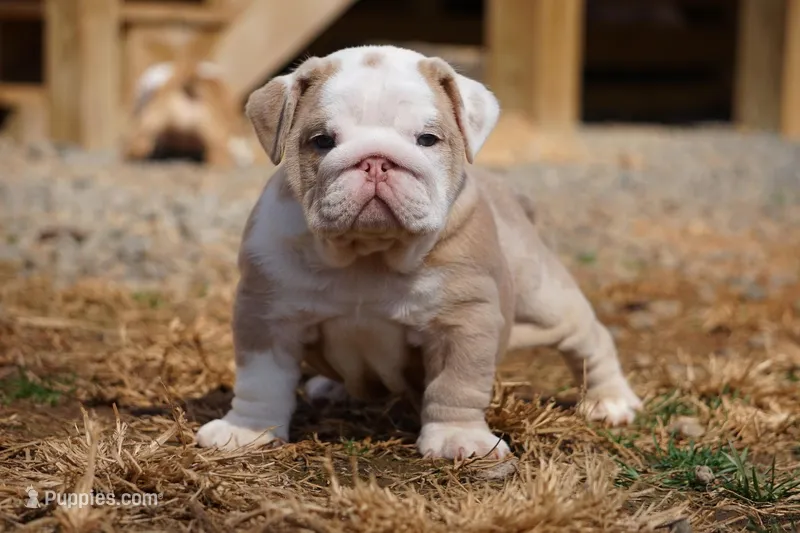 Flora-lilac fawn merle, a female English Bulldog for sale in Louisa, VA – Photo 1 of 4