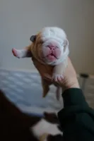 processed/e7186a6f-c8b2-42d5-a28a-9b3b01d39cc1/listing/03584639-4e30-4401-9f98-68844bb55831/a41e2de0-1cb5-425a-944d-3003a9c32af5