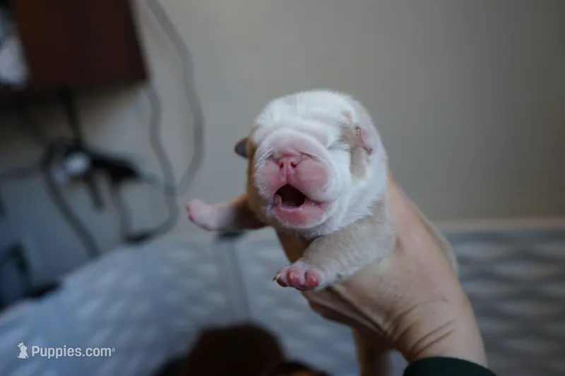 Flora-lilac fawn merle