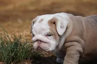 Flora-lilac fawn merle, a female English Bulldog for sale in Louisa, VA – Photo 2 of 4