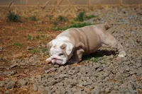 Flora-lilac fawn merle, a female English Bulldog for sale in Louisa, VA – Photo 4 of 4